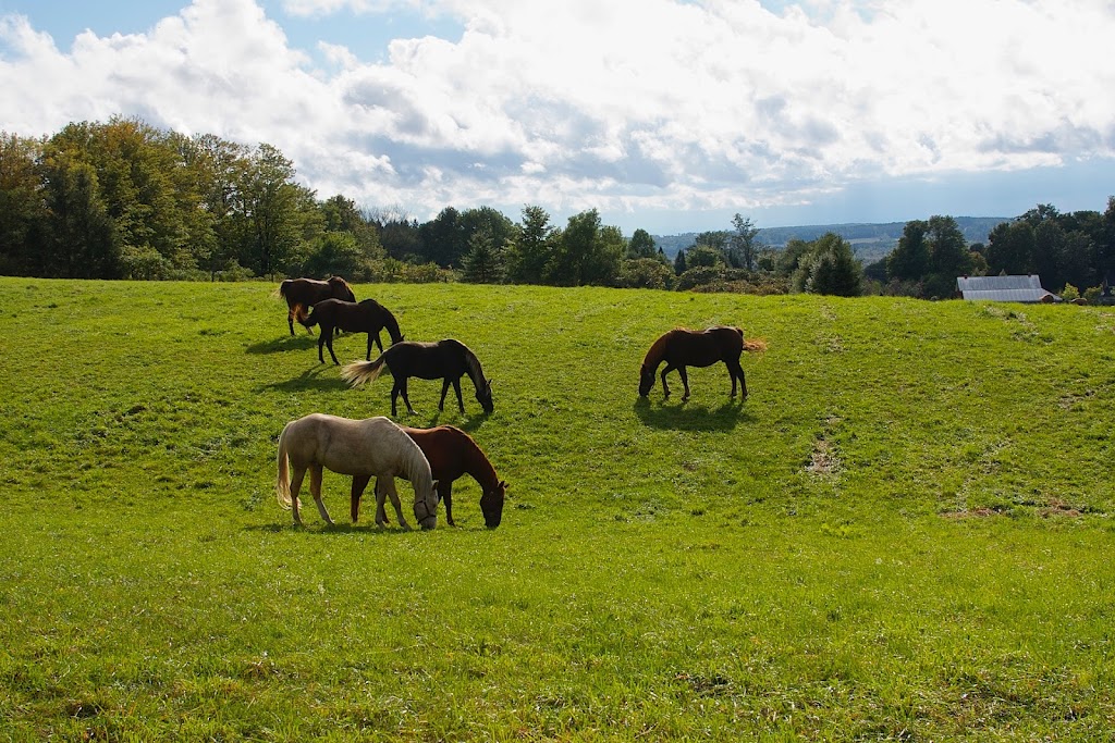 Whispering Winds Stables | 4479 2 Line N, Hillsdale, ON L0L 1V0, Canada | Phone: (705) 835-2888