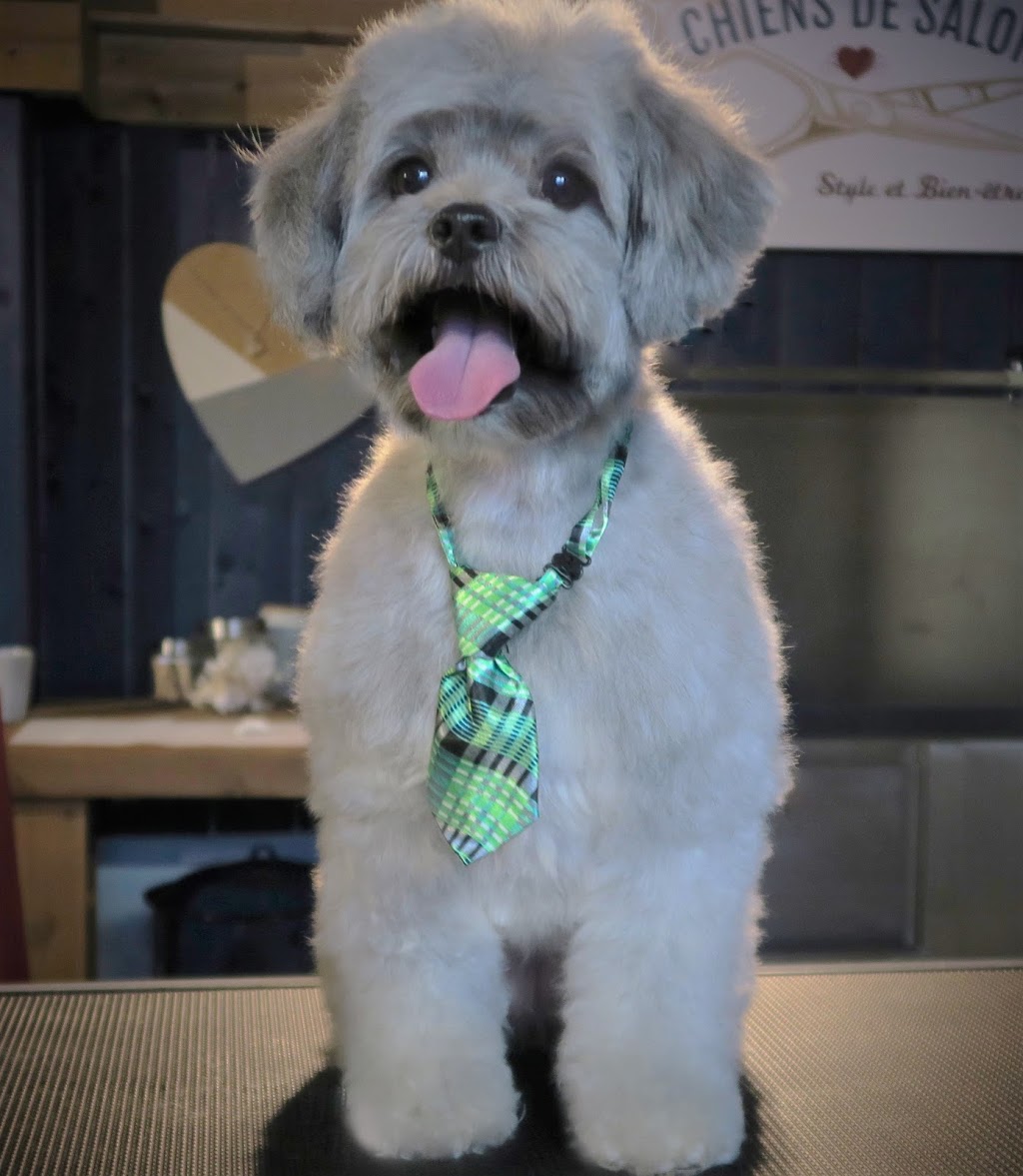 Chiens de salon | 41 Rue Leclerc, Pont-Rouge, QC G3H 1X5, Canada | Phone: (418) 552-1048