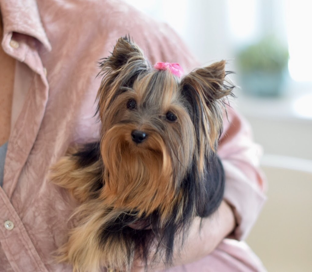Pension Puppy Love | pet store | 338 Chemin Saint-Édouard, Saint-Mathieu, QC J0L 2H0, Canada | 5148040338 OR +1 514-804-0338
