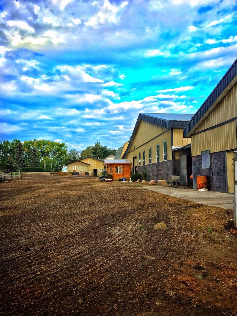 Wachter Horses | 34459, Range Rd 282, Red Deer County, AB T4G 0G3, Canada | Phone: (403) 588-4888