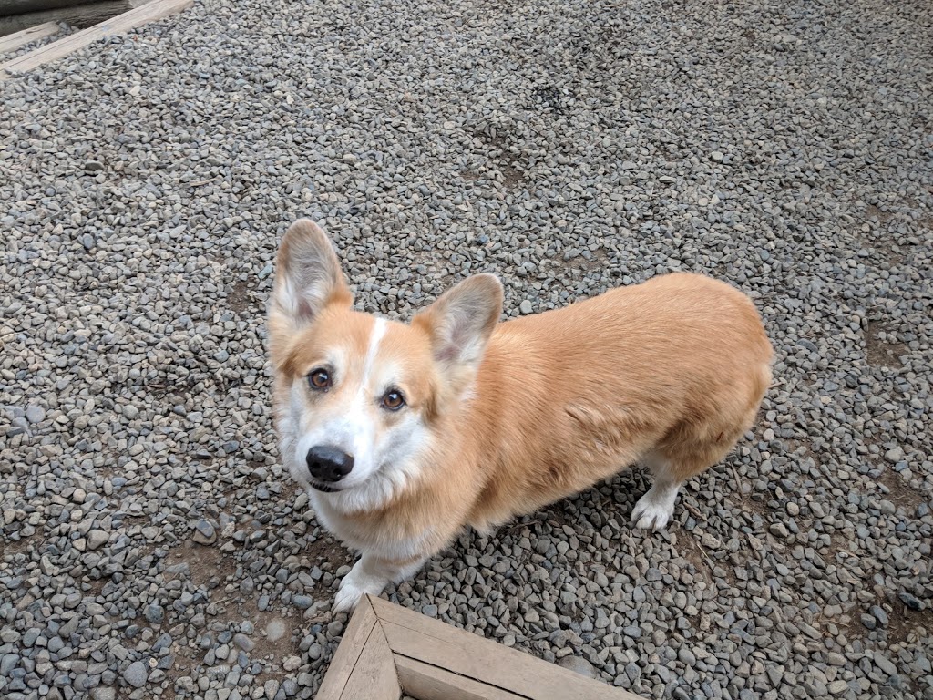 Island Canine Care | 4159 Cowichan Lake Rd, Duncan, BC V9L 6G8, Canada | Phone: (250) 715-8667