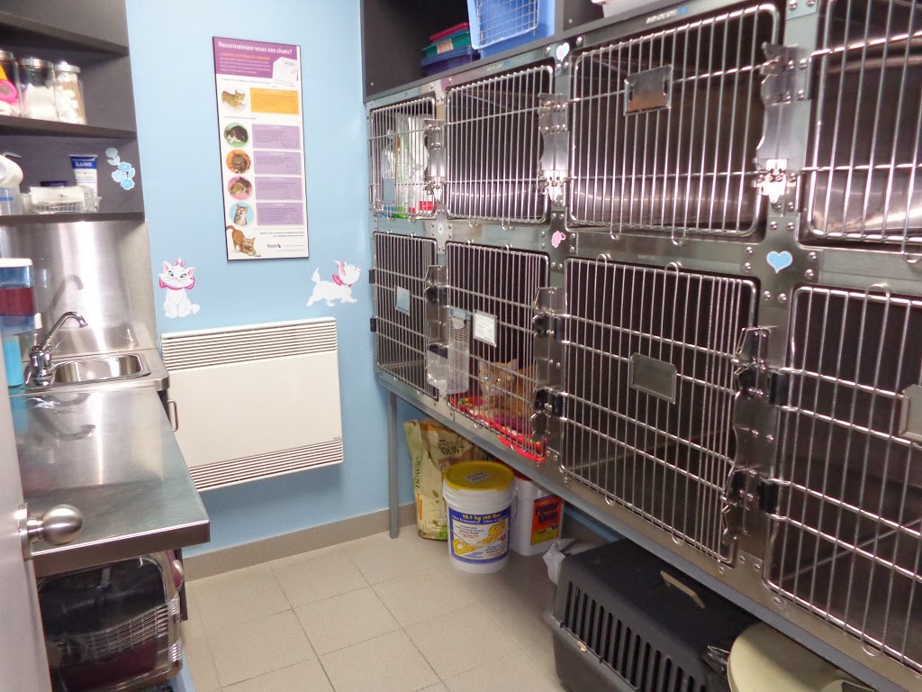 Clinique Vétérinaire de Coaticook | 490 Rue Main O, Coaticook, QC J1A 1P9, Canada | Phone: (819) 849-4865