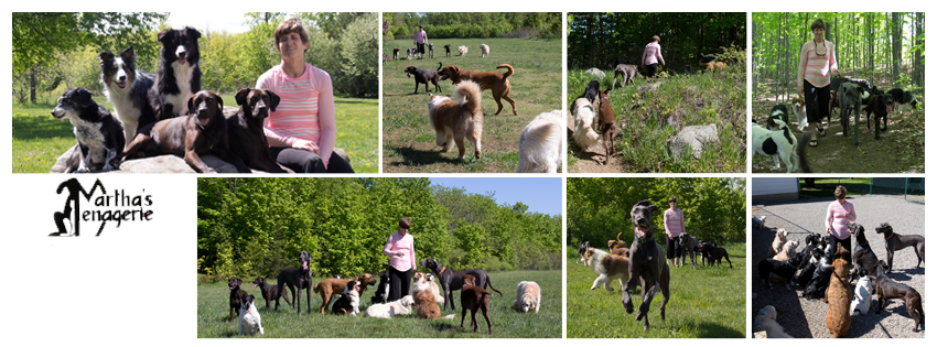 Marthas Menagerie | 3947 Alton Rd W, Harrowsmith, ON K0H 1V0, Canada | Phone: (613) 541-9393