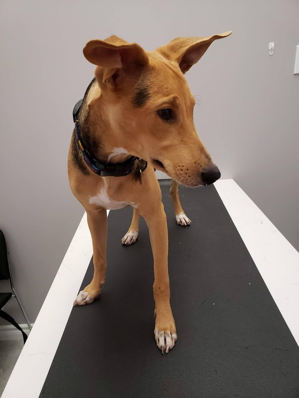 Findlay Creek Animal Hospital | 111 Shuttleworth Dr. Unit 6, Ottawa, ON K1T 0W7, Canada | Phone: (613) 822-9888
