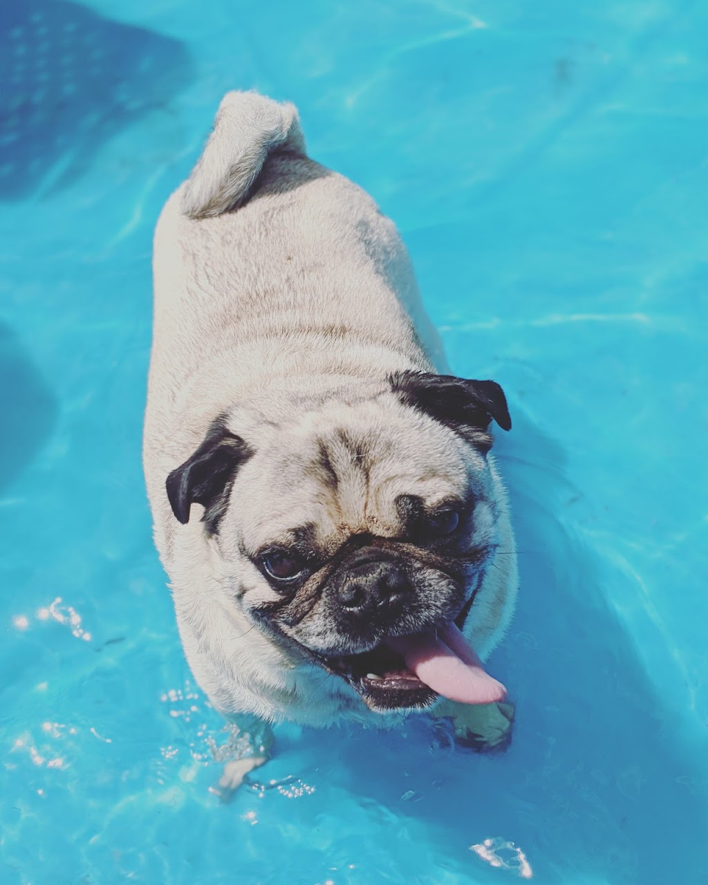 Doggy Discovery Zone | 15364 Muirkirk Line, Muirkirk, ON N0L 1X0, Canada | Phone: (519) 777-9004