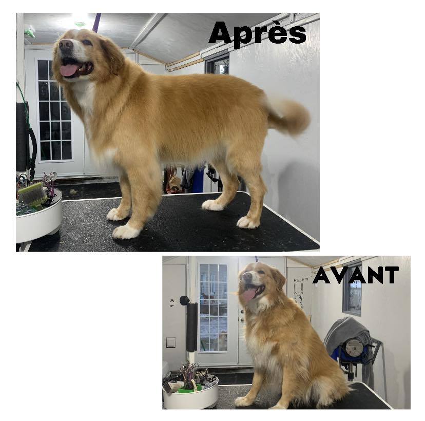 La boîte à 4 pattes | 2385 2e Rang E, Sainte-Croix, QC G0S 2H0, Canada | Phone: (581) 888-6744