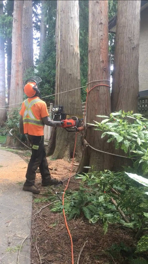 S A S Logging & Tree Service | 51633 Yale Rd, Rosedale, BC V0X 1X1, Canada | Phone: (778) 860-3078