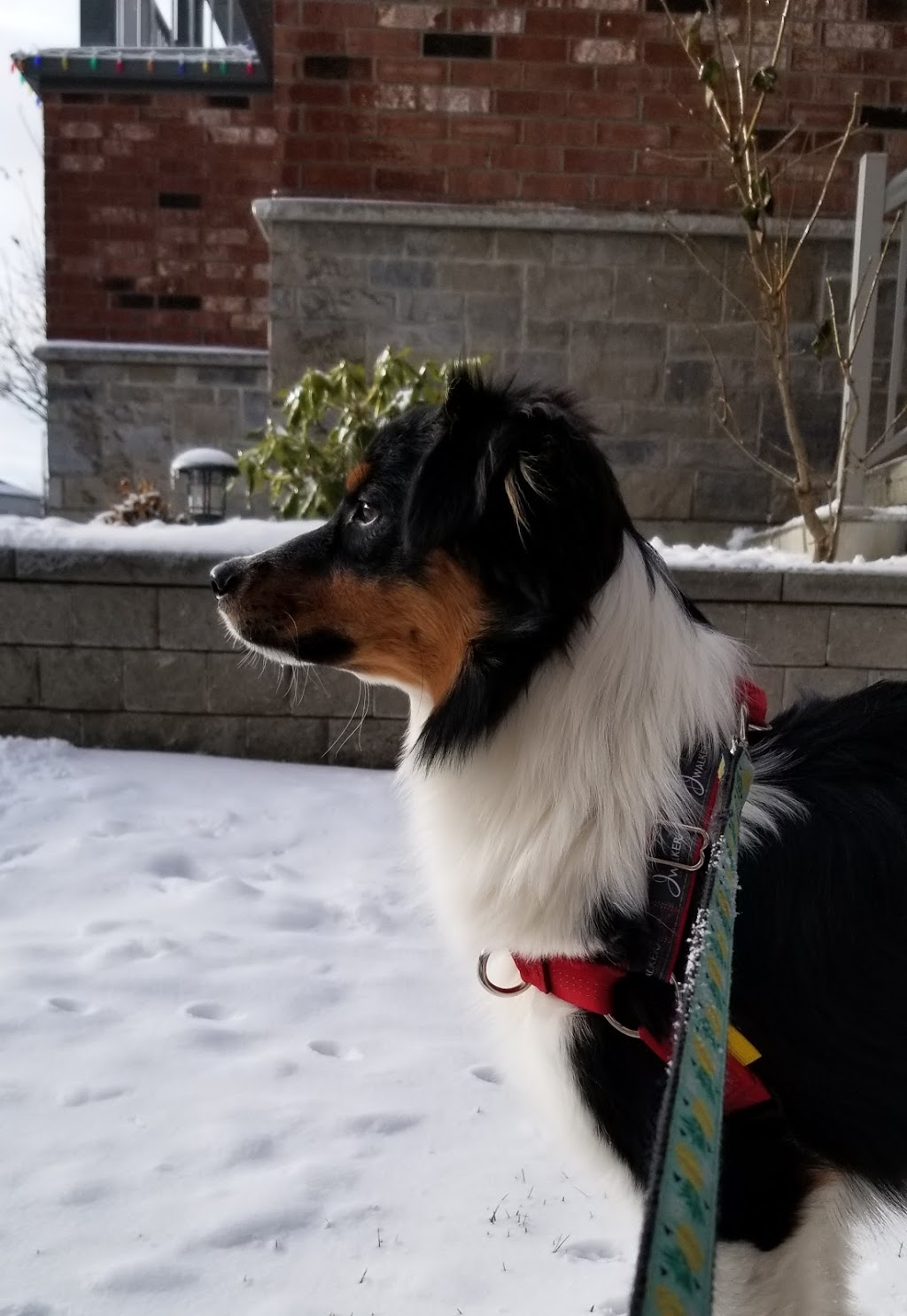 Lisa’s pet care | Rosslinn Rd, Cambridge, ON N1S 3K1, Canada | Phone: (519) 716-6902