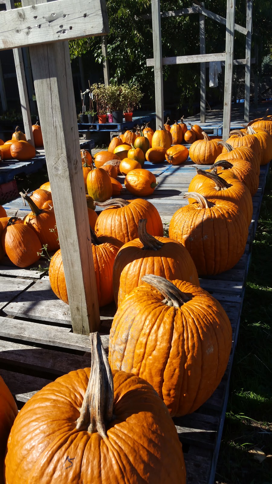 Rock Garden Farms | 16930 Airport Rd, Caledon East, ON L7C 2X1, Canada | Phone: (905) 584-9461