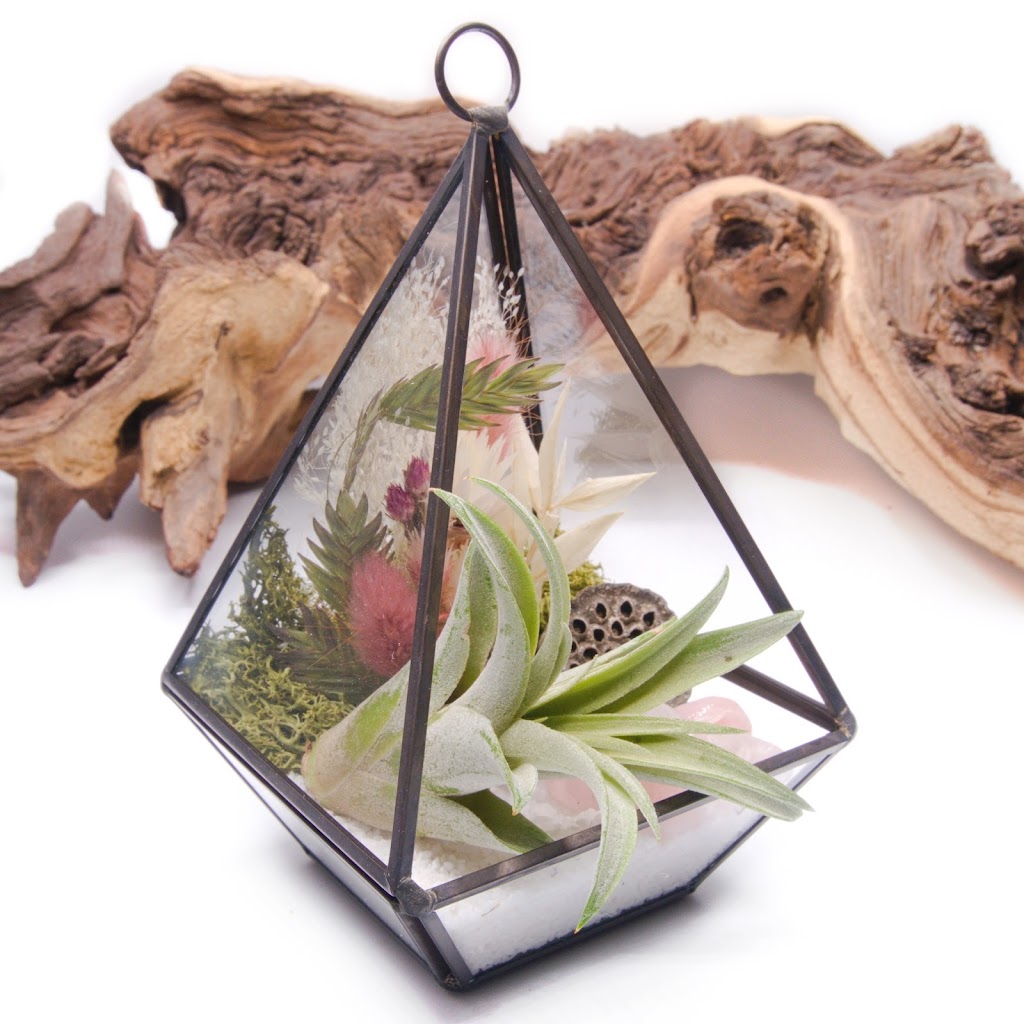 Plant Babies Terrariums | 7905 Rue Tellier, Montréal, QC H1L 6N9, Canada | Phone: (514) 561-7508