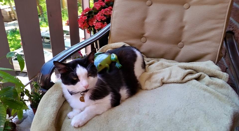 Village Cat Clinic | 356 Wilson St E, Ancaster, ON L9G 2C2, Canada | Phone: (905) 304-7877
