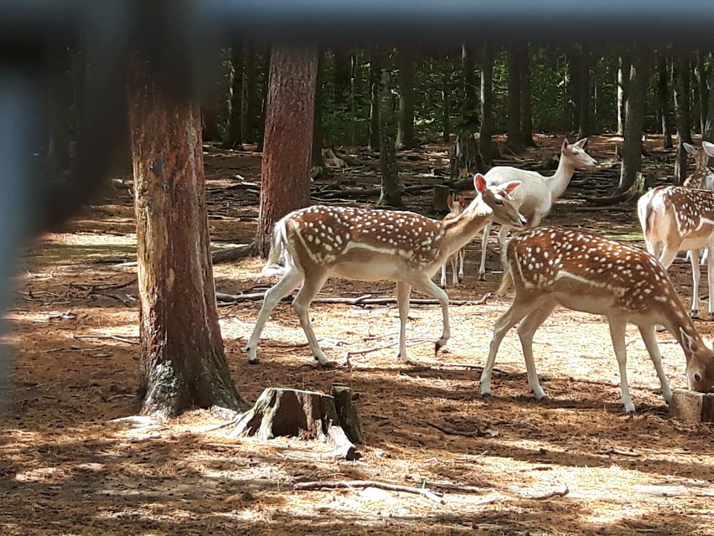 Oaklawn Farm Zoo | 1007 Ward Rd, Aylesford, NS B0P 1C0, Canada | Phone: (902) 847-9790