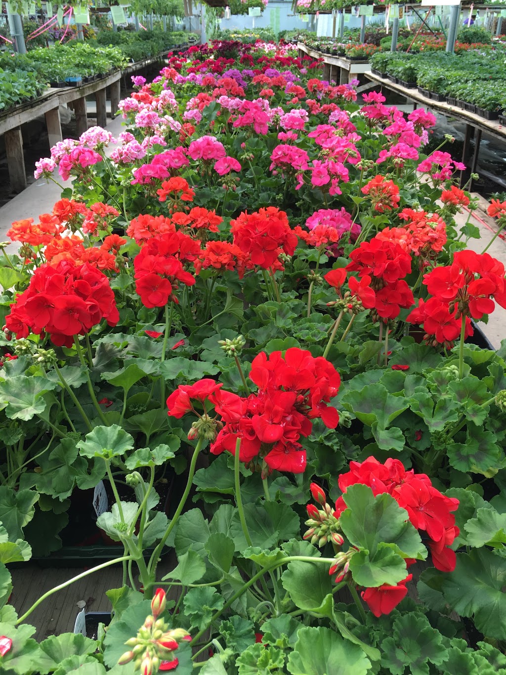 Hi-Way Greenhouse Ltd | 2001 11th St W, Saskatoon, SK S7M 4A7, Canada | Phone: (306) 382-0077