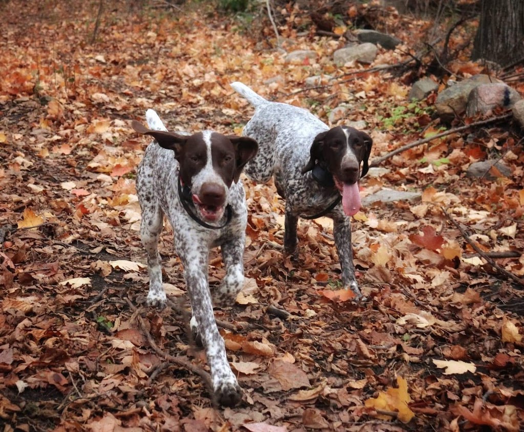 SevenStars German Shorthaired Pointers | 9675 Hwy 33 Suite 201, Bath, ON K0H 1G0, Canada | Phone: (343) 477-0143