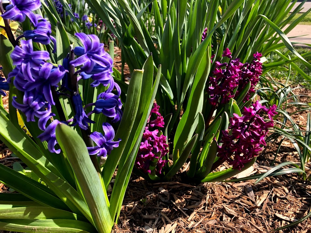 Kenaston Gardens Parkette | Kenaston Gardens Parkette, 12 Kenaston Gardens, North York, ON M2K 1G8, Canada | Phone: (416) 338-4386