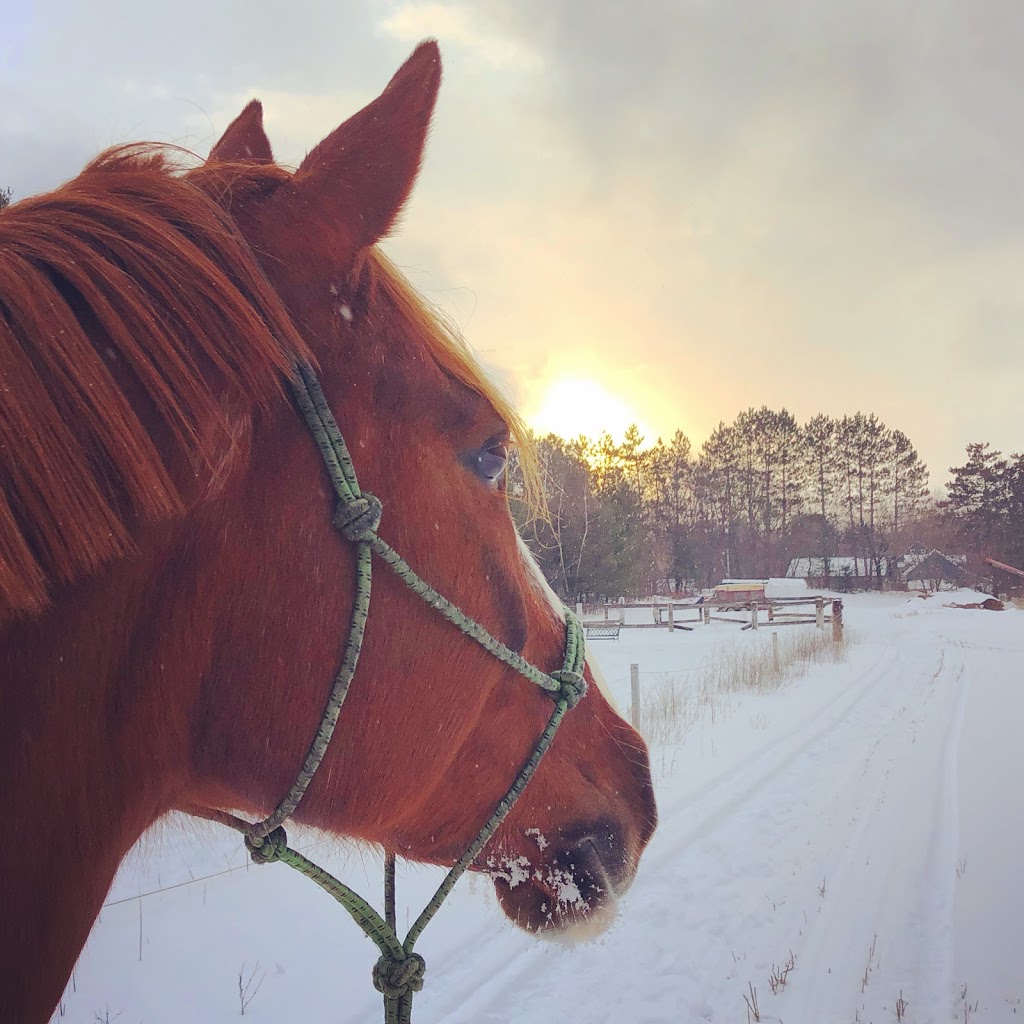 JJ Stables | 2350 Chem. de la Rivière du N, Mirabel, QC J7N 3A8, Canada | Phone: (450) 566-2481