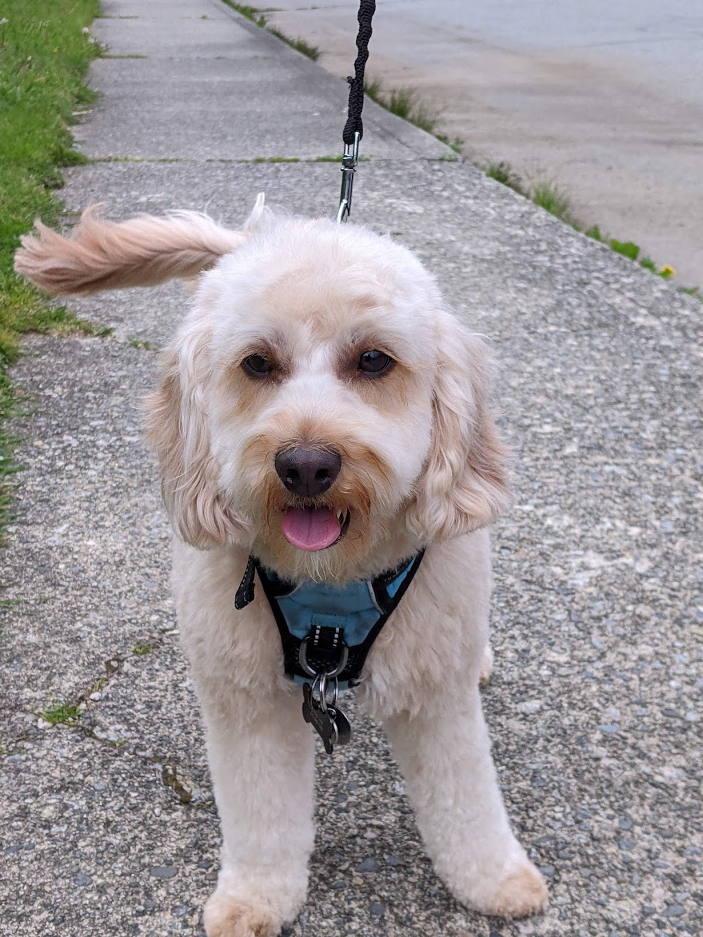 Doris Grooming & Spa | 647 Godwin Ct, Coquitlam, BC V3K 5T1, Canada | Phone: (236) 513-4770