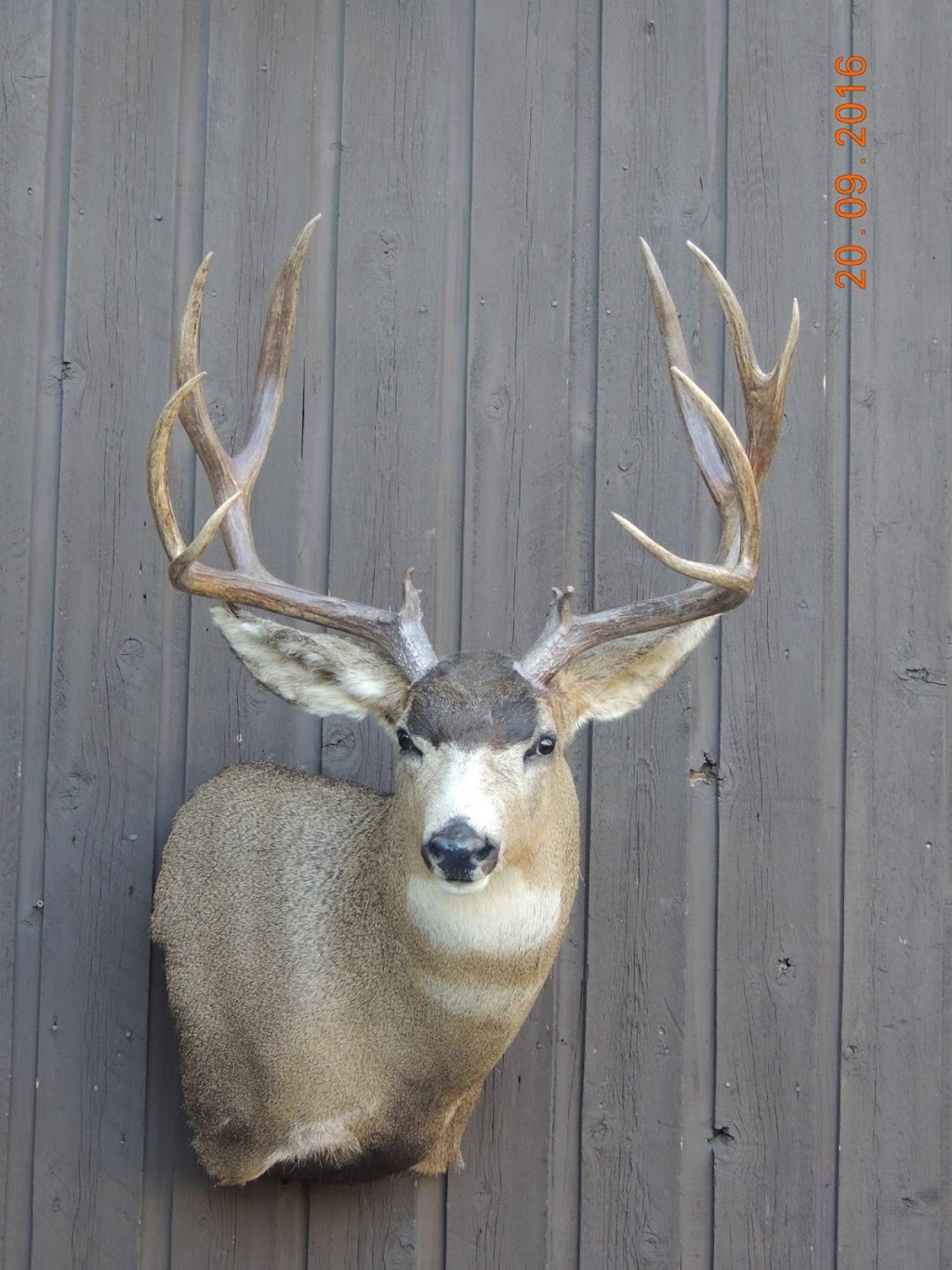 Coyote Flats Taxidermy | 5221 2 St, Coalhurst, AB T0L 0V0, Canada | Phone: (403) 381-3300