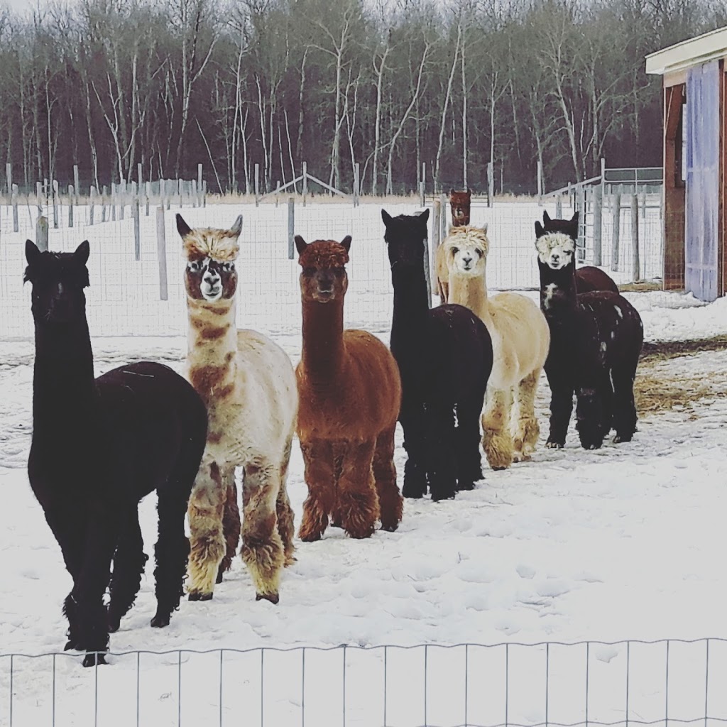 Forget-Me-Not Alpacas | 1595 Concession Rd 3, Beaverton, ON L0K 1A0, Canada | Phone: (289) 221-6102