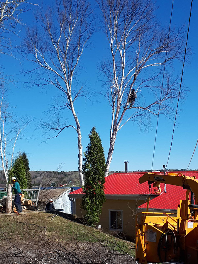 Arboriculture du fjord | 561 Delisle, Chicoutimi, QC G7G 3B7, Canada | Phone: (581) 234-4190