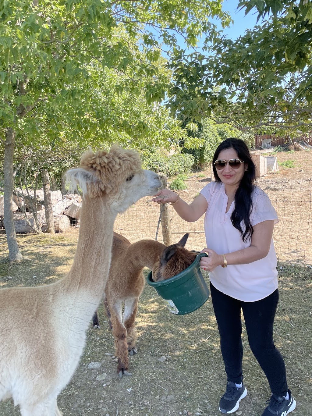 Hickory Lane Alpacas | 7326 County Rd 9, Napanee, ON K7R 3K8, Canada | Phone: (613) 354-1480