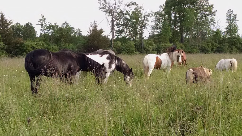 Horsin Around Riding Ranch | 445 Callaghan Rapids Rd, Marmora, ON K0K 2M0, Canada | Phone: (613) 849-2332