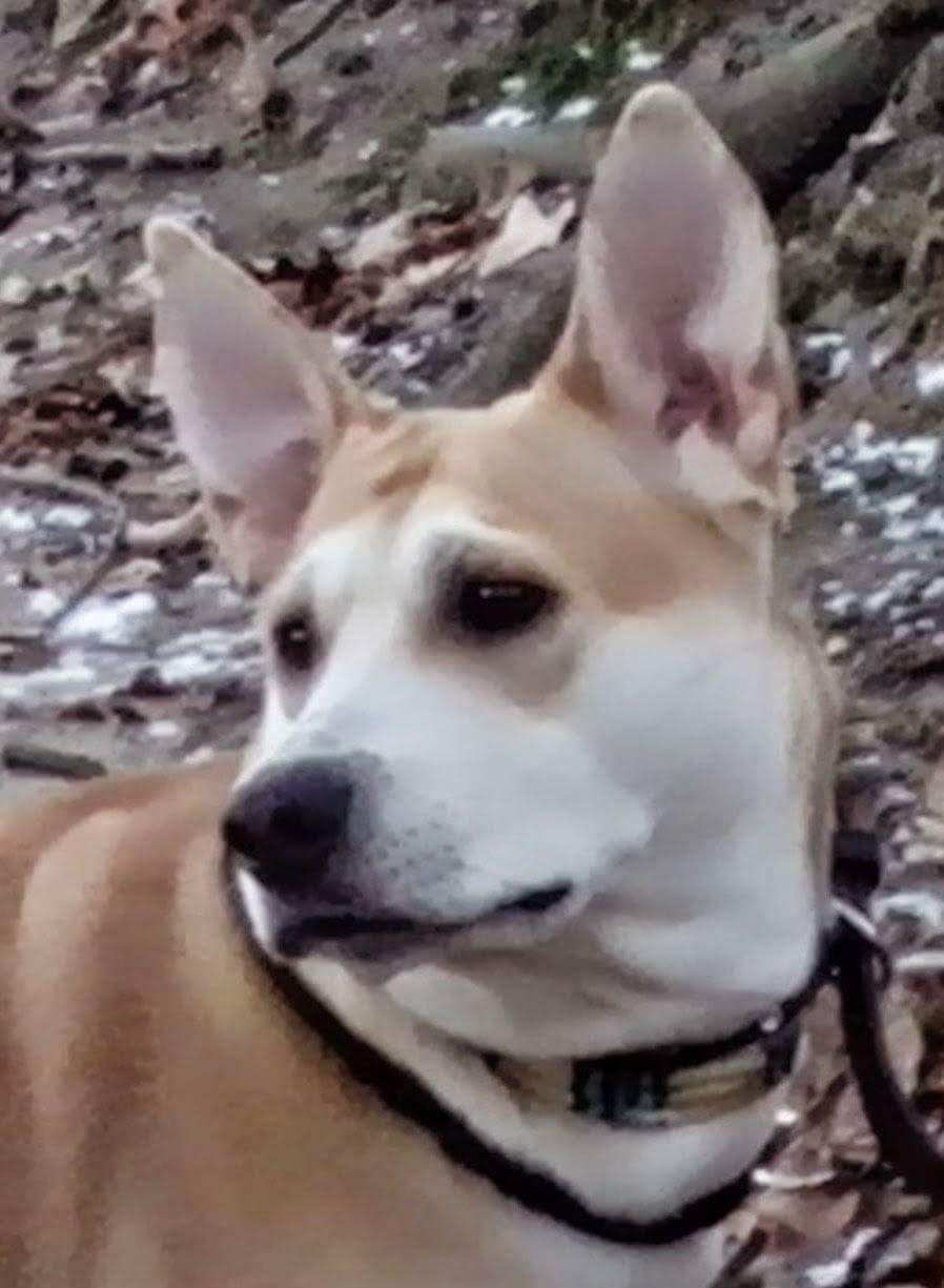 Metro Animal Hospital | 2646 Danforth Ave, Toronto, ON M4C 1L7, Canada | Phone: (416) 698-3838