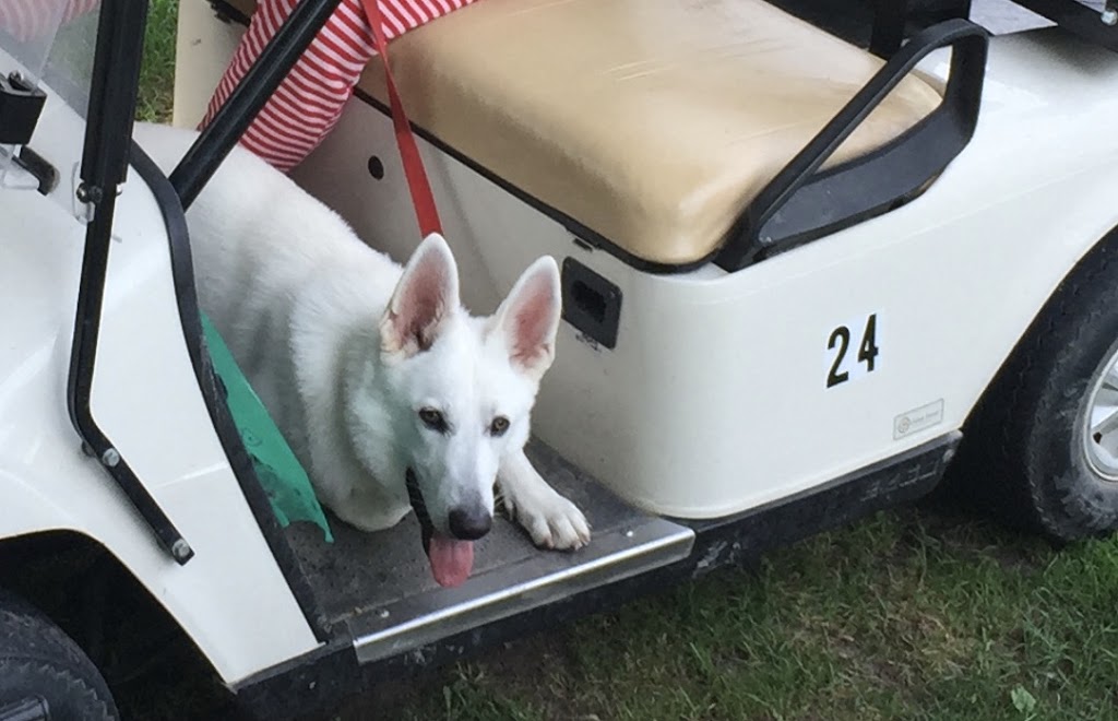 Thames Centre Service Dogs | 23698 Sutherland Rd, Mount Brydges, ON N0L 1W0, Canada | Phone: (519) 318-4658