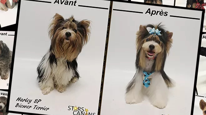 Salon De Toilettage Stars Canins | 5850 Chem. de Chambly, Saint-Hubert, QC J3Y 6W9, Canada | Phone: (450) 486-7827