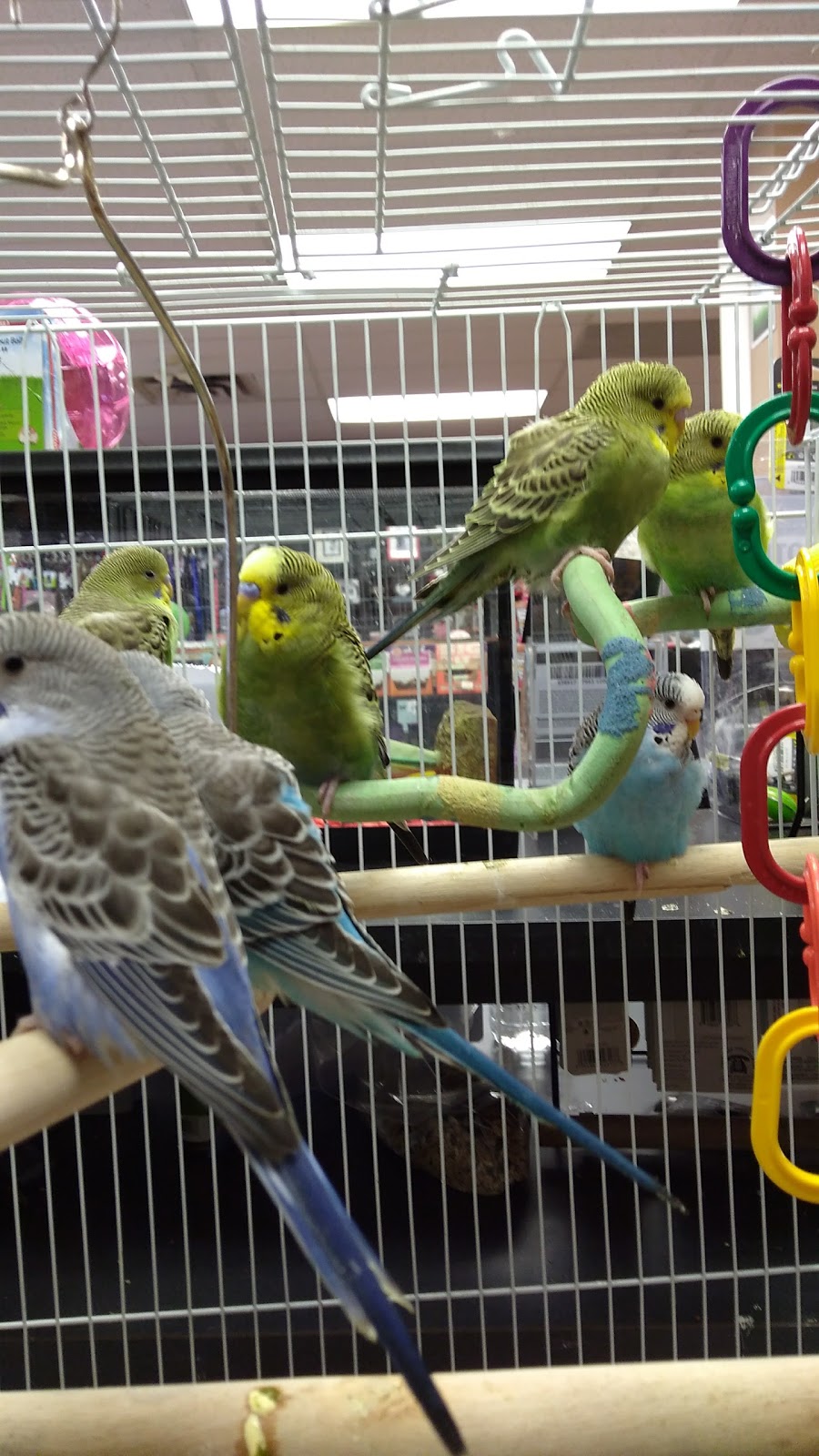 Paulmacs Pets | 144 Queen St, Lakefield, ON K0L 2H0, Canada | Phone: (705) 652-8377