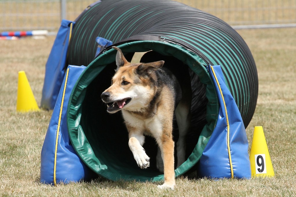 Jane Book Dog Obedience School | 4696 Bartlett Rd S Unit 14, Beamsville, ON L0R 1B1, Canada | Phone: (905) 563-7191