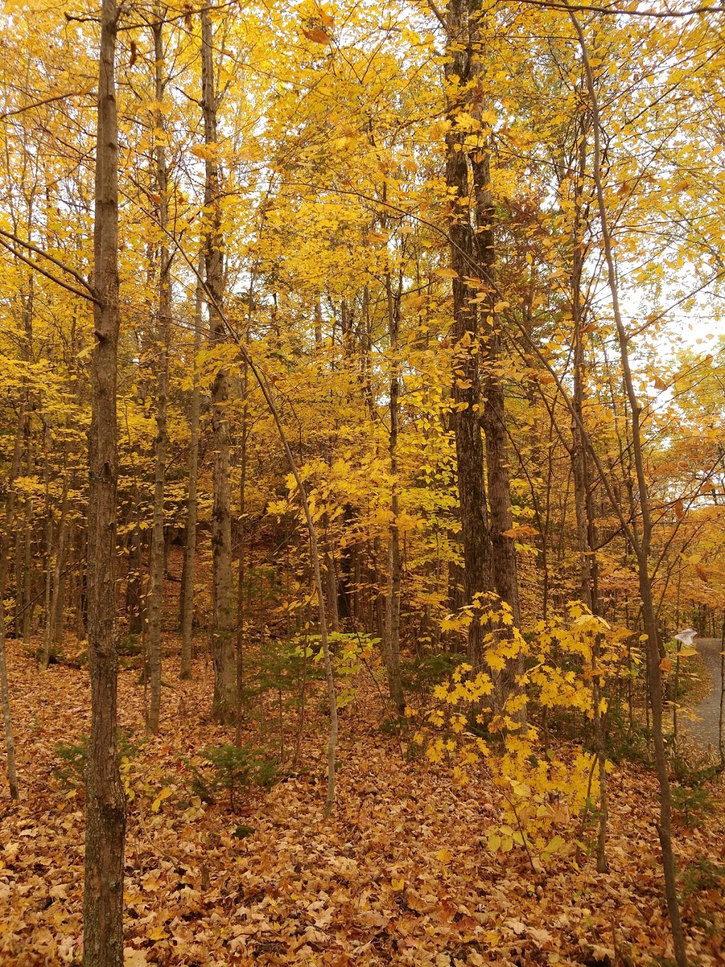 Parc René-Lévesque | 323 Chemin Lebaudy, Gatineau, QC J8V 3W4, Canada