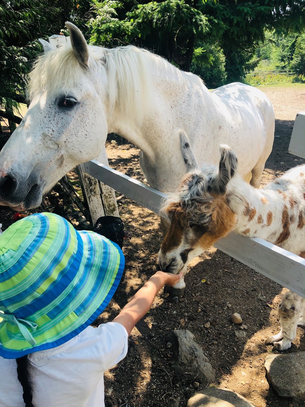 Farm Ventures | 713 Sullivan Rd, Roberts Creek, BC V0N 2W6, Canada | Phone: (604) 993-0334
