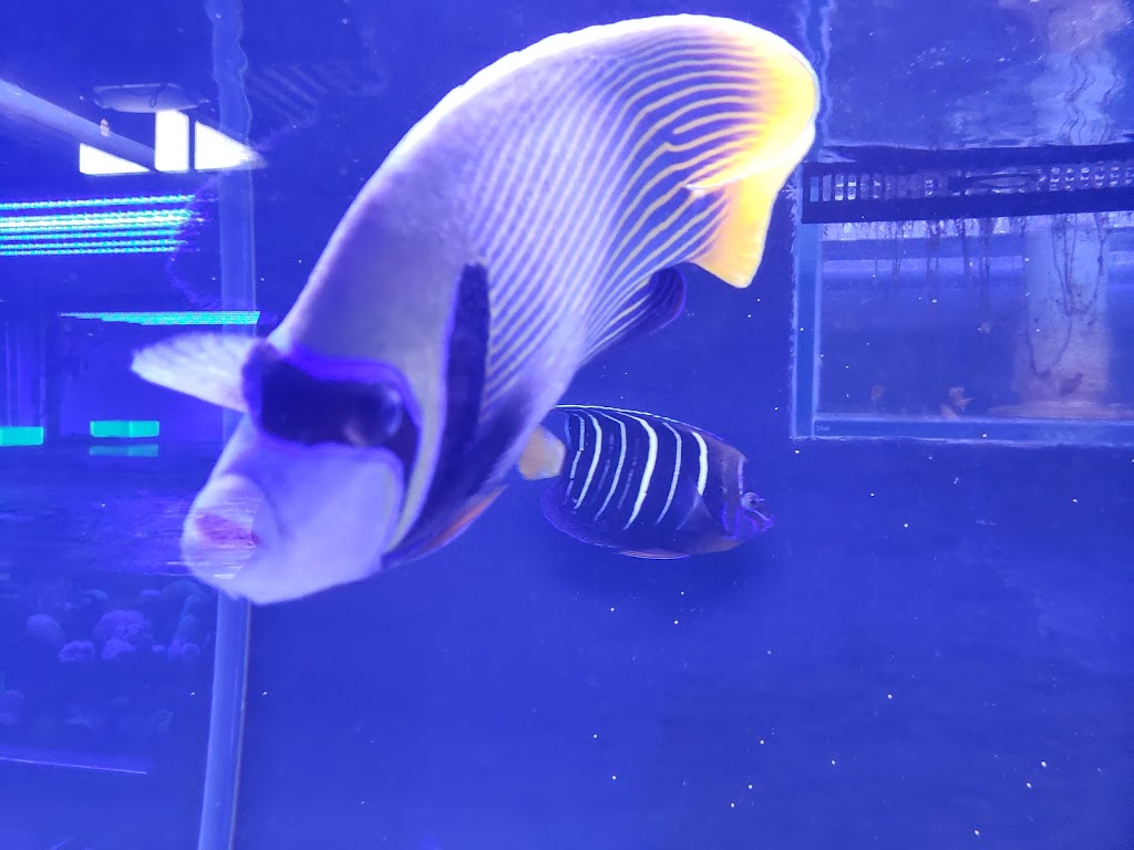 Under The Sea Inc. | 45 Scott Street West, St. Catharines, Ontario, L2R 1E