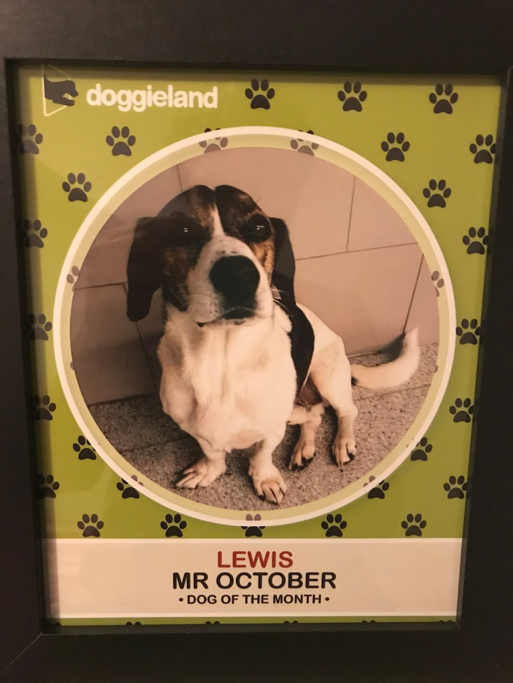 Doggieland | 1 Fairlawn Ave, Toronto, ON M5M 1S6, Canada | Phone: (647) 748-4364