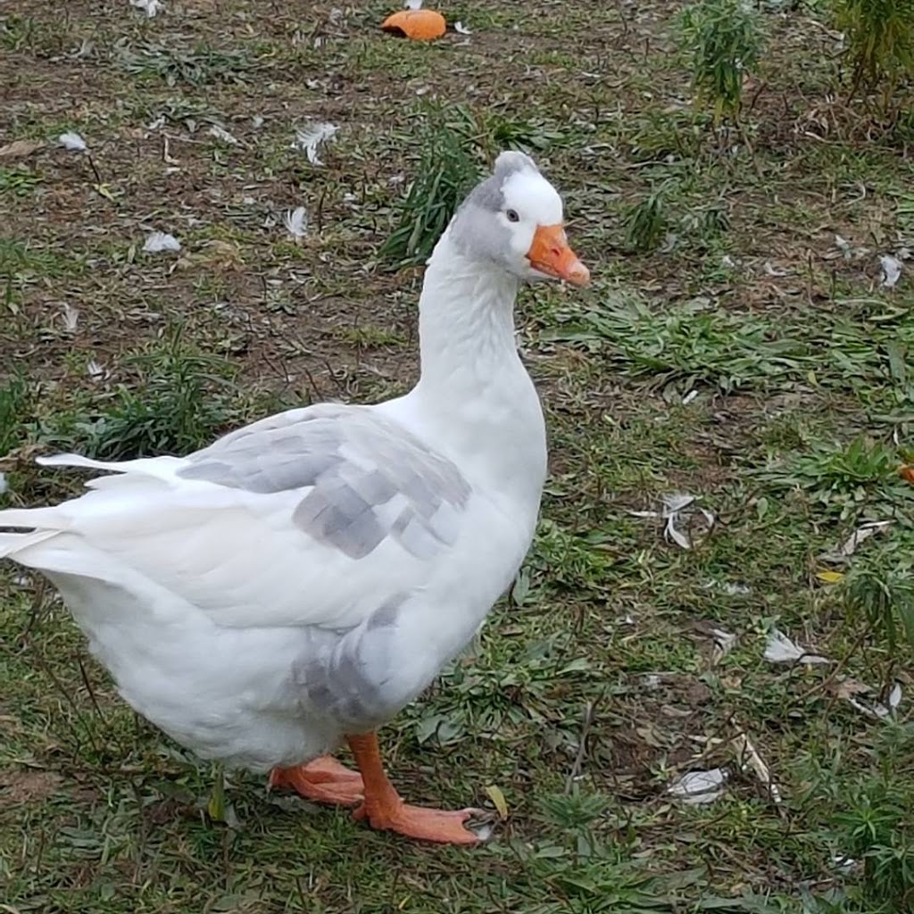 Harrington Lane Farms | Flamborough, Hamilton, ON N0B 2J0, Canada | Phone: (289) 895-8000