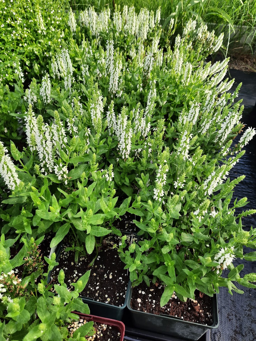 Saras Greenhouse | 1041 Filmore Rd, Saint Andrews, MB R1A 4H1, Canada | Phone: (204) 296-5709