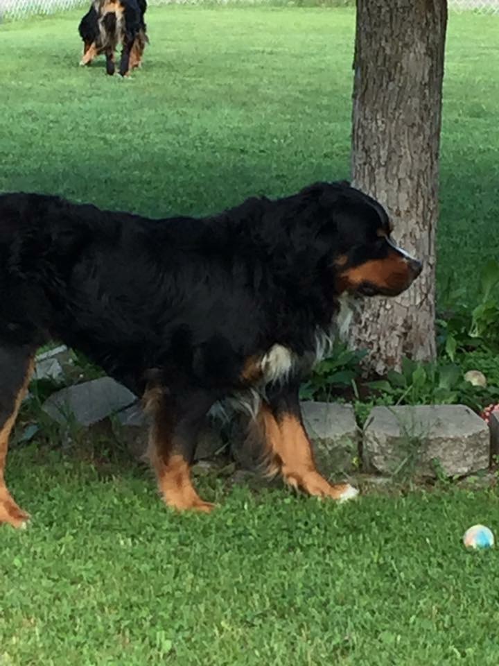 Service Canins Lucky | 3830 Chem. Du Bon Air, Sainte-Julienne, QC J0K 2T0, Canada | Phone: (514) 795-8945