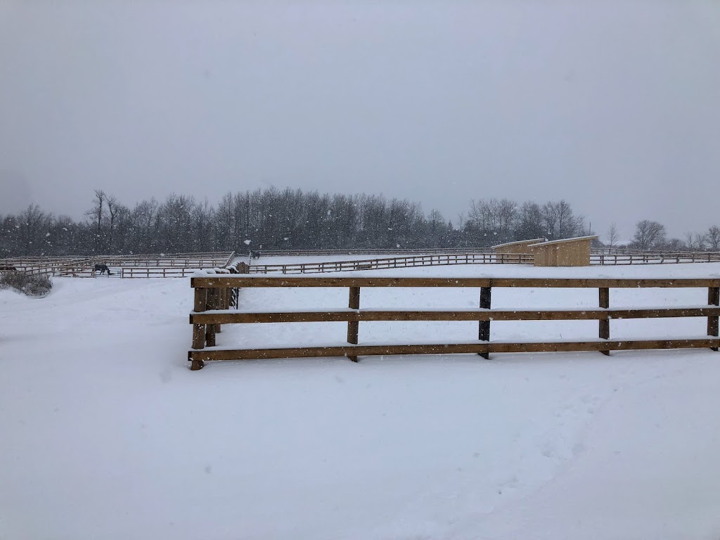 Carter Sport Horses | 670 Wilson Line, Cavan, ON L0A 1C0, Canada | Phone: (647) 913-5344