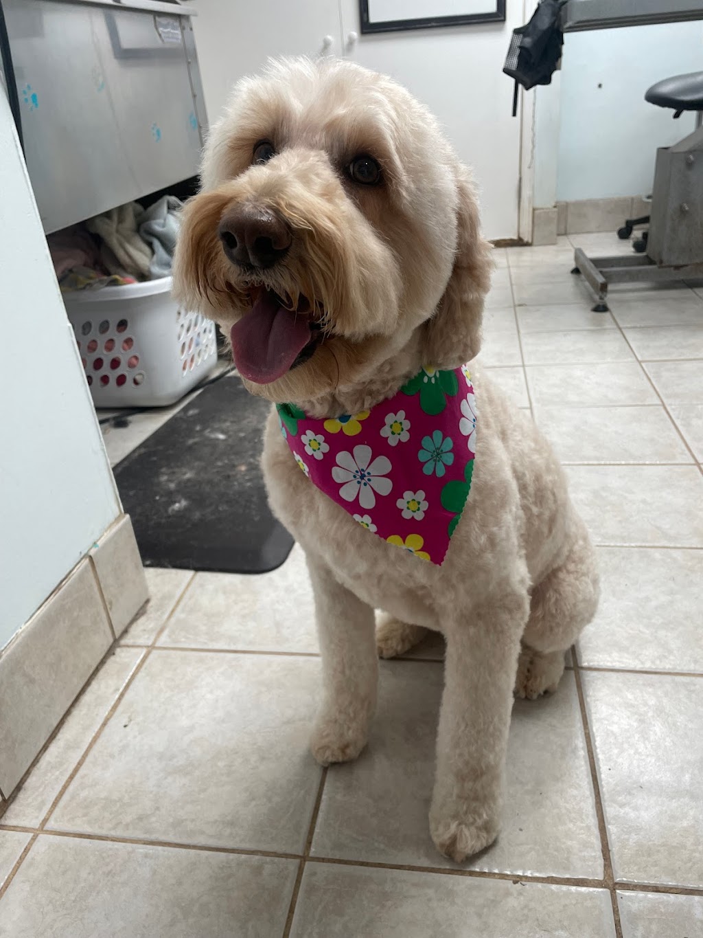 Syd’s Barkin Beauties | 288 Josephine St, Wingham, ON N0G 2W0, Canada | Phone: (519) 722-0916