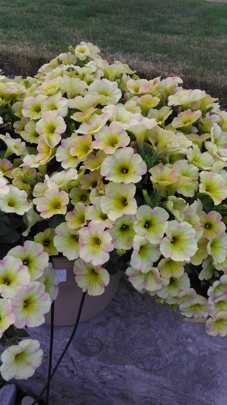 Linwell Gardens Ltd | 5280 S Service Rd, Beamsville, ON L0R 1B3, Canada | Phone: (905) 563-6383