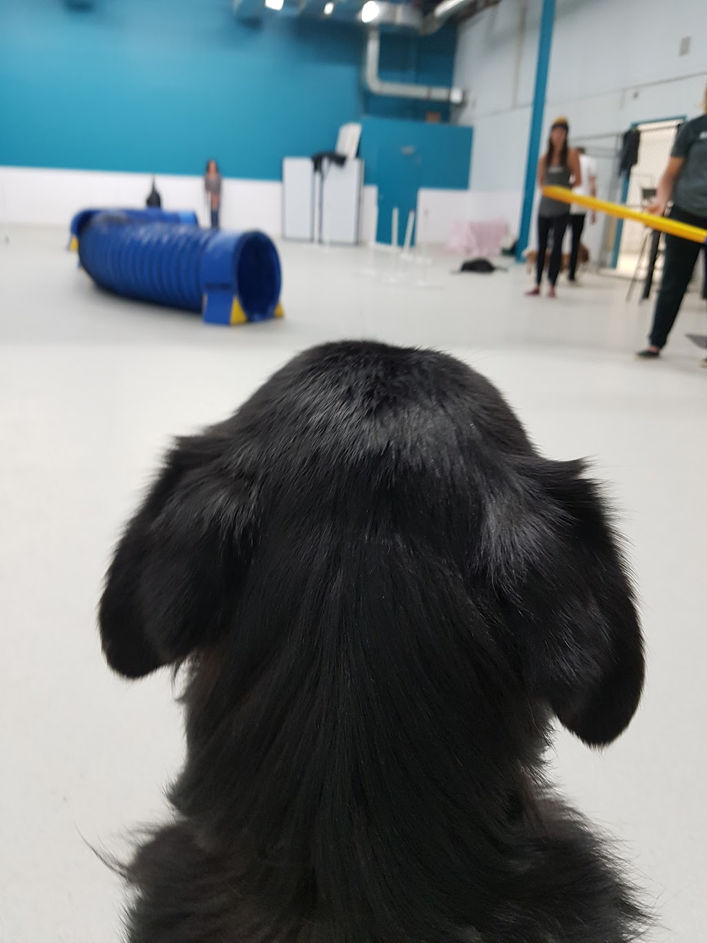 Wooftopia Dog Training and Recreation Centre | 25 Otter St, Winnipeg, MB R3T 0M7, Canada | Phone: (204) 477-9663