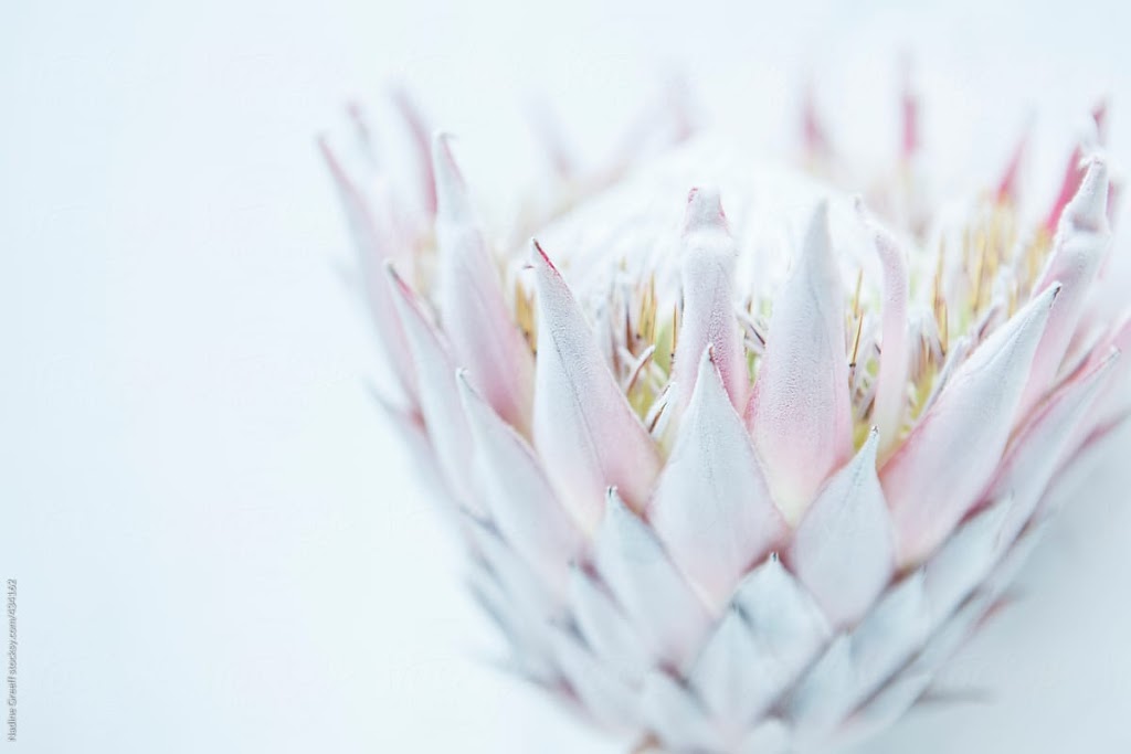 Protea Counselling | 131 Glenmor Dr, Caledonia, ON N3W 1K3, Canada | Phone: (905) 447-5683
