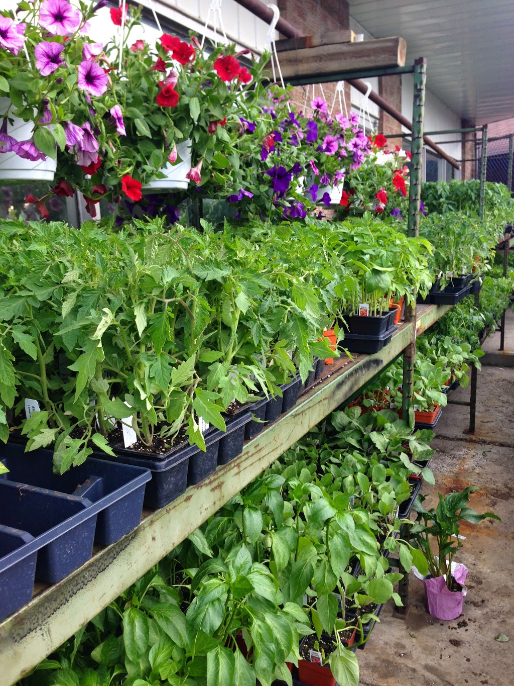 Homeland Toronto S Garden Centre 750 Danforth Rd Scarborough On M1k 1g5 Canada