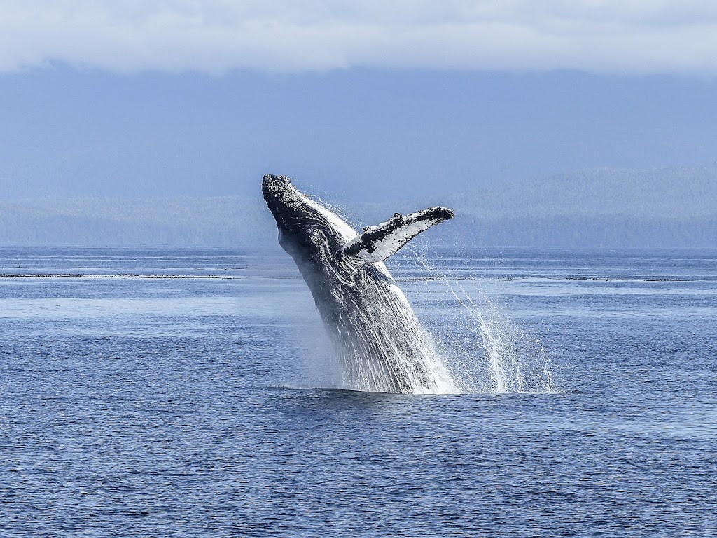 Jones the Bones UK Osteopathy | 2186 Oak Bay Ave #211, Victoria, BC V8R 1G3, Canada | Phone: (250) 884-0884
