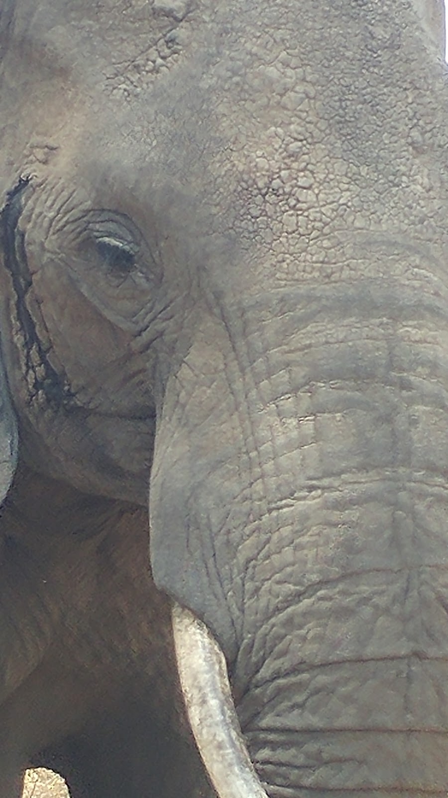 Lion Dog African Safaris | 28 Crystal Shores Heights, Okotoks, AB T1S 2K8, Canada | Phone: (888) 502-3742