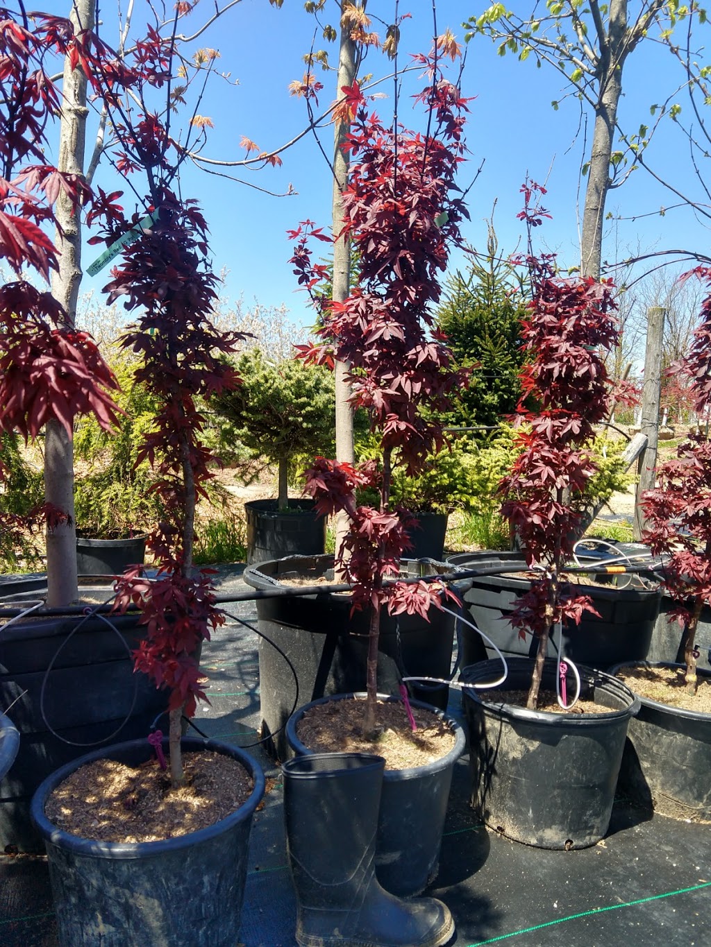 Cedarbrook Tree Farm | 10326 Hedley Dr RR#2, Ilderton, ON N0M 2A0, Canada | Phone: (519) 495-4778
