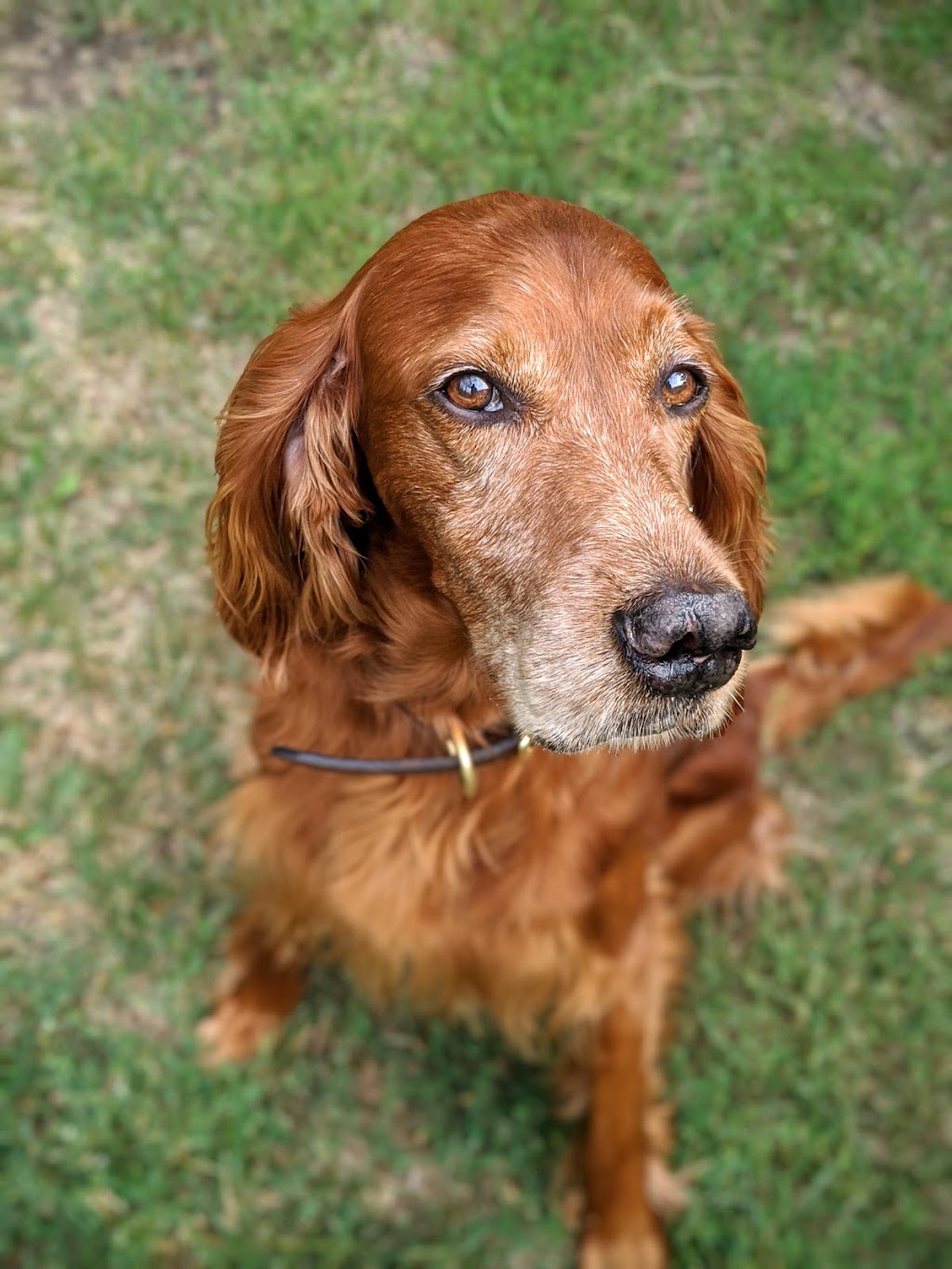 Artemis Pet Resort | 72146 Four Mile Rd, Highland Glen, MB R0E 0M0, Canada | Phone: (204) 294-9283