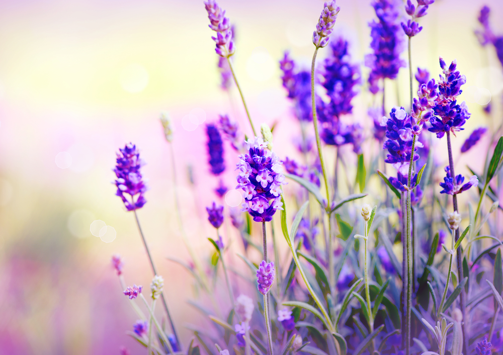 Stepping Stones Recovery House For Women Society | 1535 Burgess Rd, Courtenay, BC V9N 5R8, Canada | Phone: (250) 897-0360