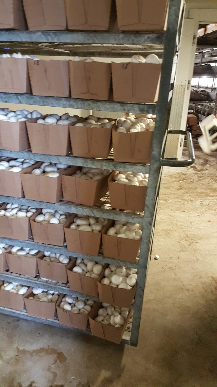 Sharon Mushroom Farm | 20744 Kennedy Rd, Sharon, ON L0G 1V0, Canada | Phone: (905) 473-3953